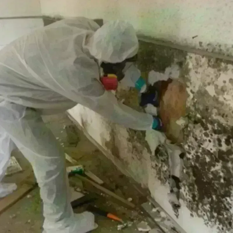 Mold Remediation and Removal in Temple Hills, MD